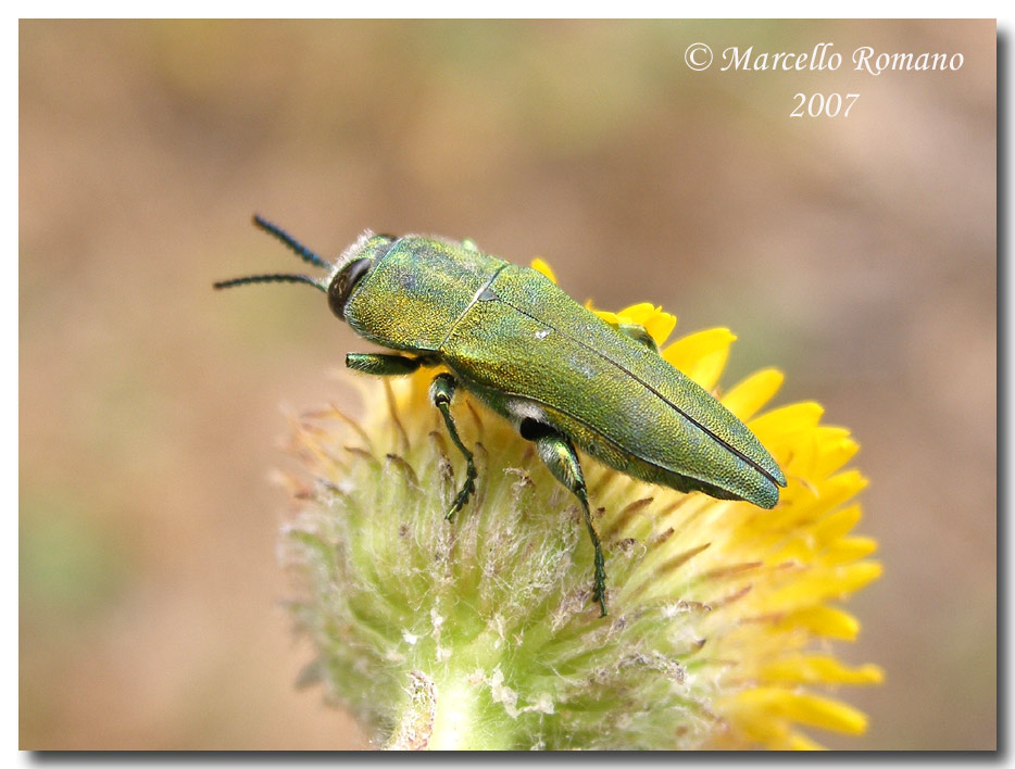 Anthaxia hungarica (femmina e maschio) (Col., Buprestidae)